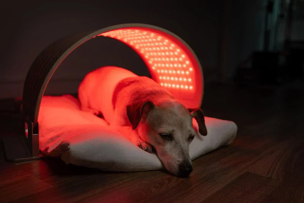 Red Light Therapy for Dogs: Supporting Joint Health, Healing, and Comfort at Home