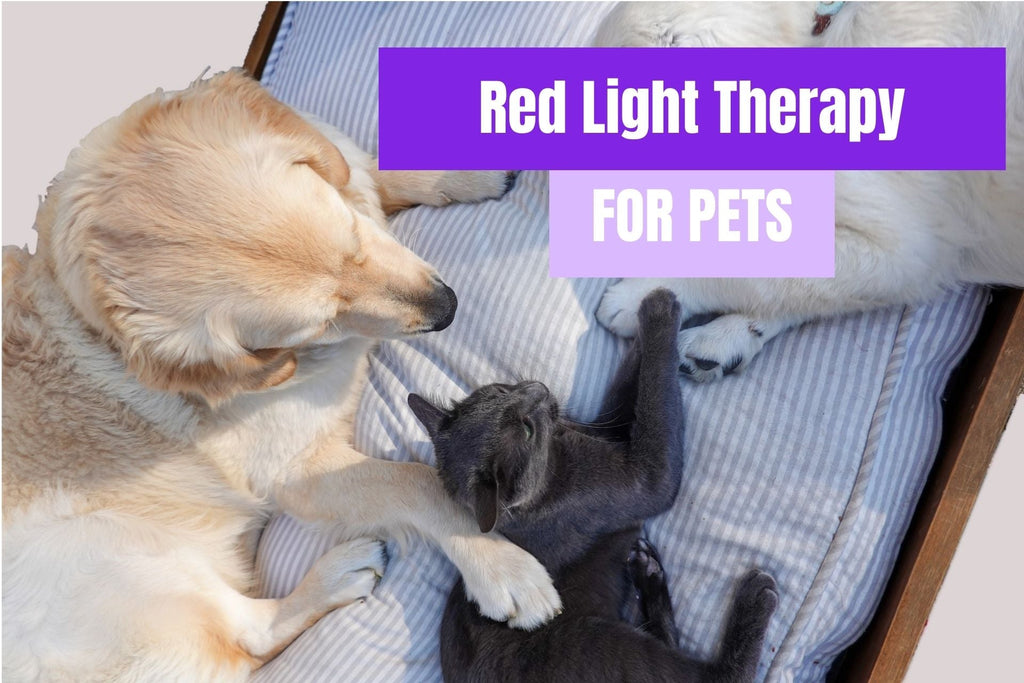 What You Need To Know About Red Light Therapy for Pets