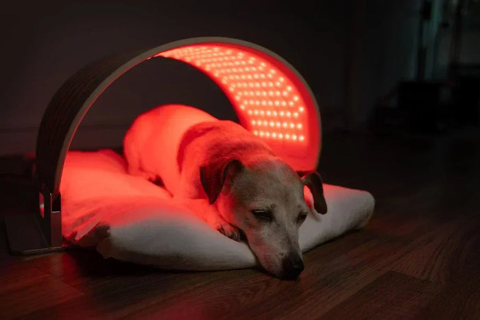 Red Light Therapy for Dogs: Supporting Joint Health, Healing, and Comfort at Home