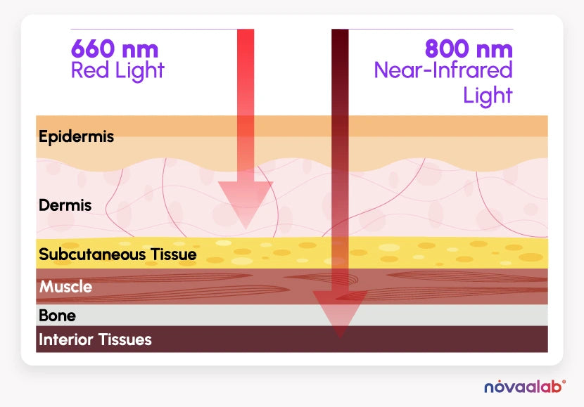 Red and near-infrared light penetration diagram
